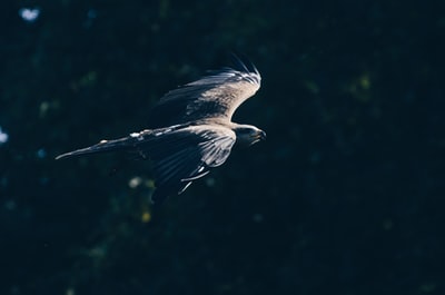 The ash black hawk macro photography

